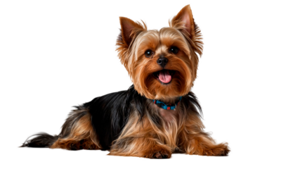 A small Yorkshire Terrier breed dog with a blue collar is lying on a white background.