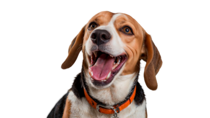 A happy laughing dog with a red collar smiles and has his mouth open.