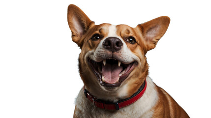 Obraz premium A dog with a red collar is smiling and has its mouth open