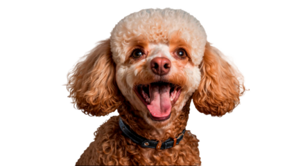 A happy laughing dog with a pink and white coat and a black collar.