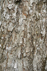 Pattern of dried old brown grey bark wood in Thailand.Cracked wood texture big tree surface.Template for design.Abstract natural background.Space for work.Banner.Wallpaper.Selective focus.Vertical.