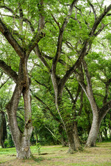 Big green tree in the park background mean of clean and polluted. Arbor day, concept of plant respiration. Deforestation. World environment day. Vertical.