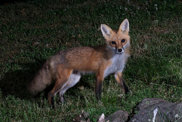 Red fox hunting at night.