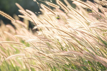Meadow field at sunset. Beautiful natural scene and shining a sunlight. A golden of plant concept
