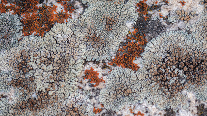 lichen background on the rock, orange and gray texture