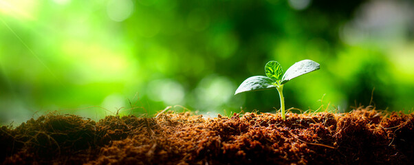 Earth day concept. Renewable energy for future. Sustainable resources. Plant management or environment symbol. Clean energy growing up.