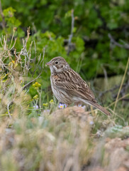 Vesper Sparrow