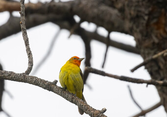 Western Tanager