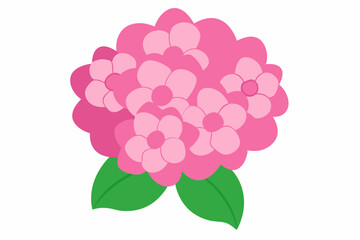 pink hydrangea flower vector illustration