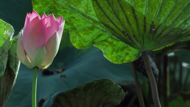 Flowering lotus attracts insects in the morning
