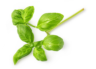fresh green basil leaves