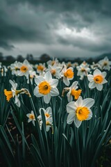 Obraz premium Fresh white and yellow narcissus blooms in a spring farm, unfurling under a solemn gray sky