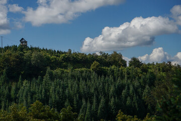 plantación de arboles de Navidad