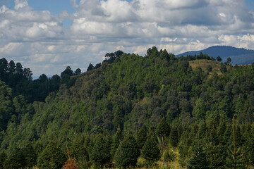 plantación de arboles de Navidad