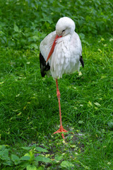 A standing stork on the background of a green meadow.
Stojący bocian na tle zielonej łąki.