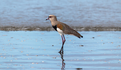 Photograph of a Southern lapwing.	