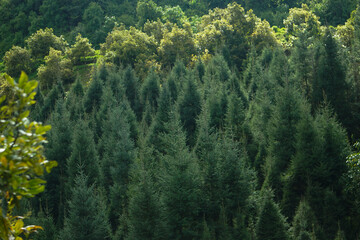 Obraz premium plantación de arboles de Navidad