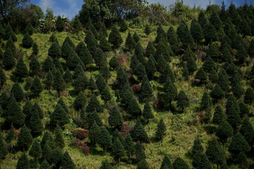 plantación de arboles de Navidad