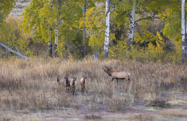 Bull and Cow Elk During the Rut in Wyoming in Autumn