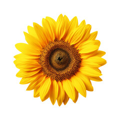 Fototapeta premium A vibrant yellow sunflower with a dark brown center, isolated on a black background. The petals are soft and delicate, creating a beautiful floral image.