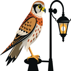 American kestrel birds vector illustration