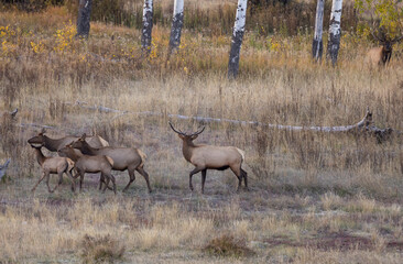 Bull and Cow Elk During the Rut in Wyoming in Autumn