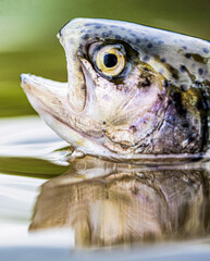 Close-up of a trouts in the green water of a pond. Freshwater fish. Rainbow trouts close-up in water. The rainbow trout in the lake. Trouts in the green water of a mountain lake. Fishing