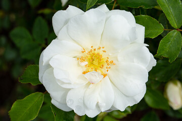 White blooming bush rose in sunny July