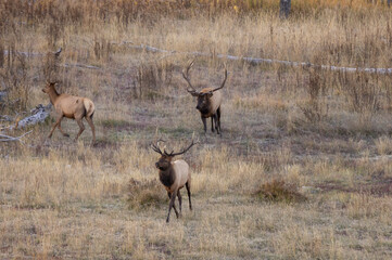 Bull and Cow Elk During the Rut in Wyoming in Autumn