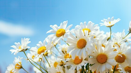 Obraz premium daisies in a field