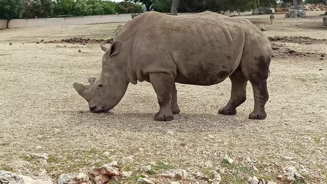 rhinoc&eacute;ros, en gros plan, dans leur enclos, parc animalier