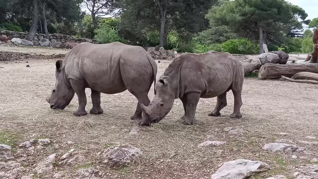 rhinoc&eacute;ros, en gros plan, dans leur enclos, parc animalier