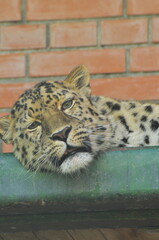 Animals - traditionally (since Aristotle) distinguished category of organisms, currently considered as a biological kingdom. Animals are the main object of study of zoology.