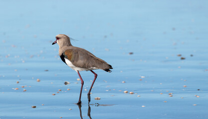 Photograph of a Southern lapwing.	