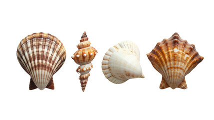 Obraz premium different types of shells on a plain white background with no shadows