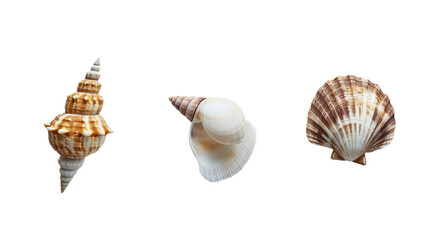 Obraz premium different types of shells on a plain white background with no shadows