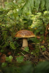Cep mushroom in the forest