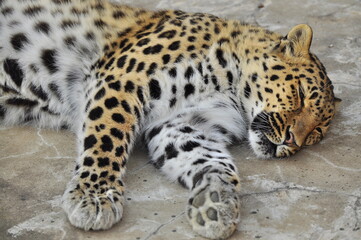 Animals - traditionally (since Aristotle) distinguished category of organisms, currently considered as a biological kingdom. Animals are the main object of study of zoology.