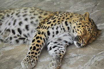 Animals - traditionally (since Aristotle) distinguished category of organisms, currently considered as a biological kingdom. Animals are the main object of study of zoology.