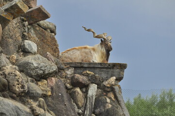 Animals - traditionally (since Aristotle) distinguished category of organisms, currently considered as a biological kingdom. Animals are the main object of study of zoology.