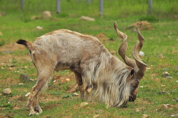 Animals - traditionally (since Aristotle) distinguished category of organisms, currently considered as a biological kingdom. Animals are the main object of study of zoology.