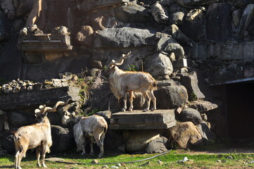 Animals - traditionally (since Aristotle) distinguished category of organisms, currently considered as a biological kingdom. Animals are the main object of study of zoology.