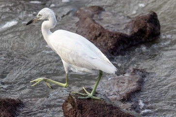 Beautiful heron on the beach.	