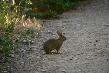 rabbit in the woods
