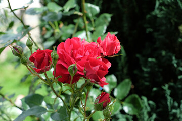 A red rose bloomed in the garden. On the background of green leaves.