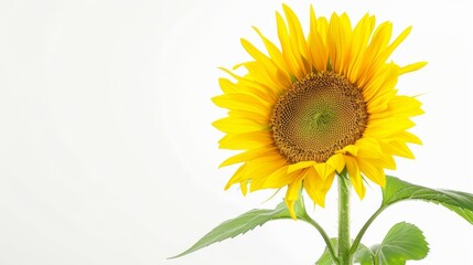 Fototapeta premium Single Sunflower With Green Leaves Copyspace Against a White Background