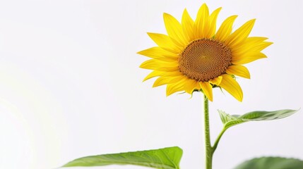 Obraz premium Single Sunflower With Green Leaves Copyspace Against a White Background