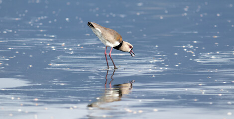 Photograph of a Southern lapwing.	