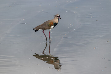 Photograph of a Southern lapwing.	