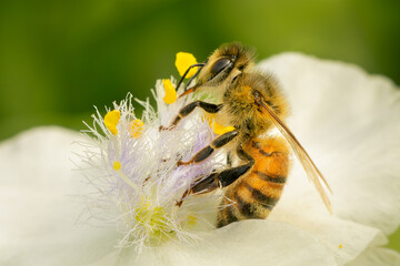 Small honey bee worker collecting pollen on a white flower